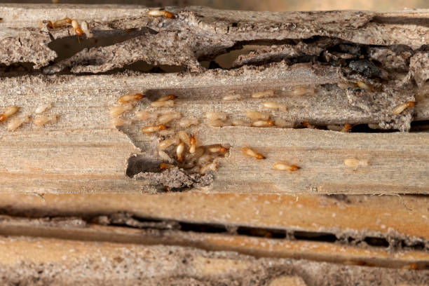 Best Ant Control Services  in Navy, VA
